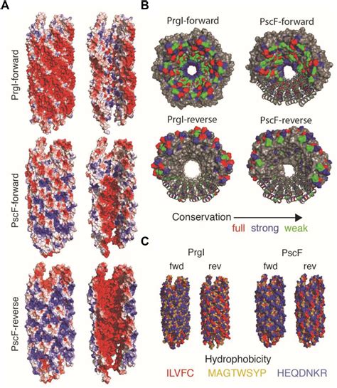 Frontiers Structural And Functional Characterization Of The Type