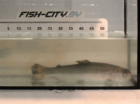 Форель радужная 0.8-1.2 кг - купить, цена - fish-city