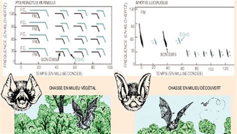 Le Sonar Des Chauves Souris Cerveau Psycho