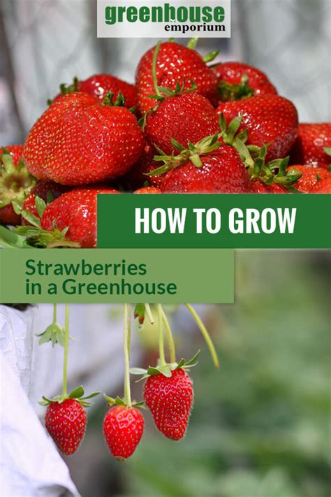 How To Grow Strawberries In A Greenhouse Greenhouse Emporium