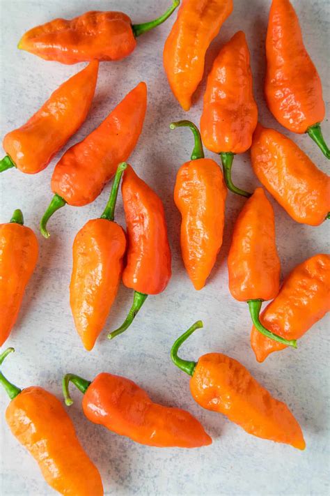 Ghost Pepper (Bhut Jolokia) - All About Them - Chili Pepper Madness