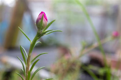 Linda Planta Portulaca Grandiflora Moss Rose Flor Vermelha