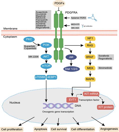 Frontiers An Overview Of Agents And Treatments For Pdgfra Mutated