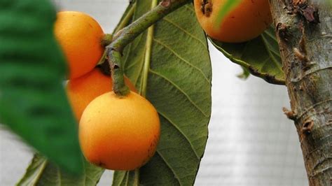 Fruit Medlar Free Photo On Pixabay Pixabay
