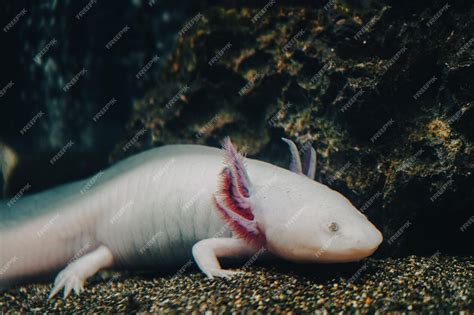 Premium Photo | Axolotl mexican walking fish salamander tiger salamander a pink albino axolotl ...