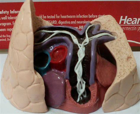 Heartworm Disease