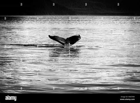 The Fin Of The Whale Stock Photo Alamy