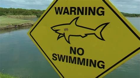 The strange story of sharks that lived in a golf course pond for 20 ...