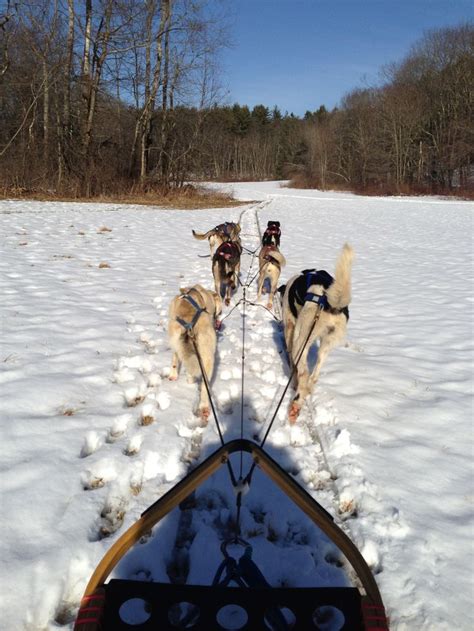 dog sledding