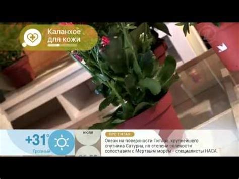 Народное средство от экземы. Готовим мазь из каланхое - YouTube