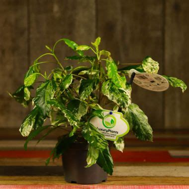 Купить гибискус в горшке | в Москве