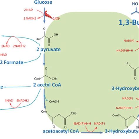 Schematic Diagram Of Bdo Biosynthetic Pathways From Glucose In An