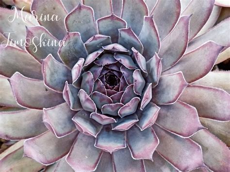 Сортовое молодило: суккуленты для сада | ВКонтакте