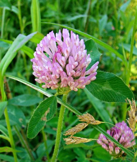 Rurification: Red Clover