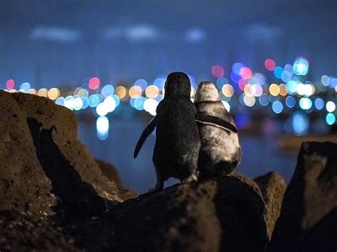These cute fairy penguins were snapped hugging in St Kilda