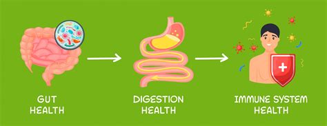 El Sistema Inmune Y El Intestino Megalabs