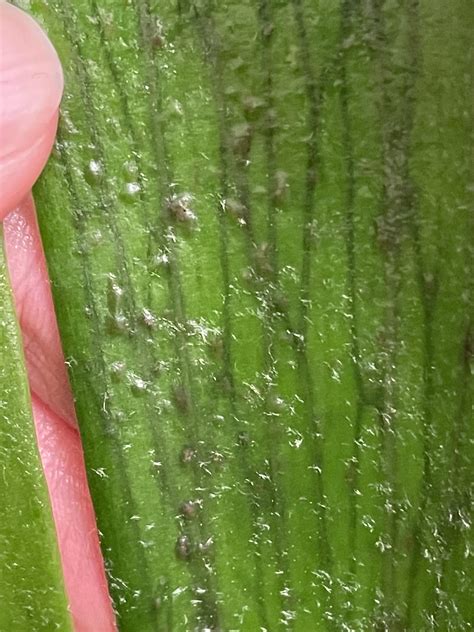 Help Scale On My Staghorn Fern Rhouseplants