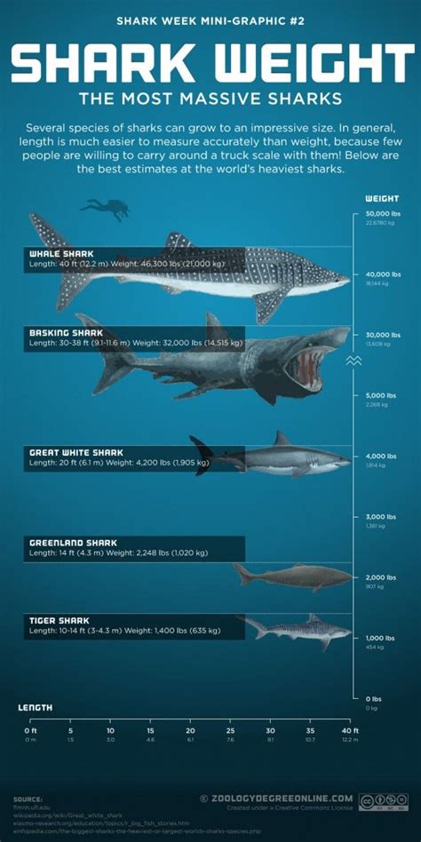 Whale Shark Size Chart