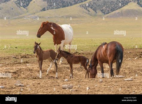 Herd of Wild Horses Stock Photo - Alamy