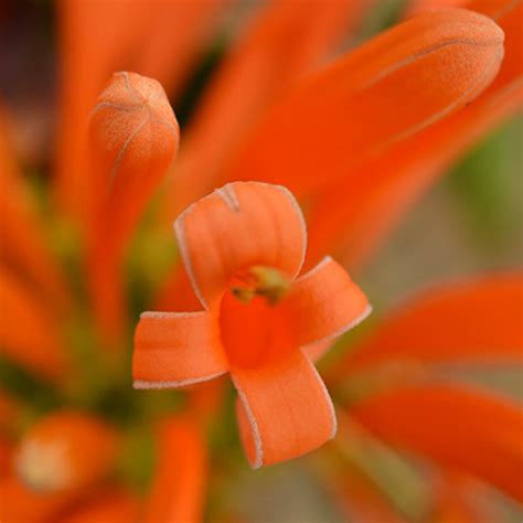 Orange Trumpet Vine Potplantheavenperth