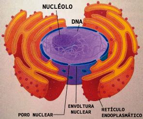 O Que É Nucleoplasma - Nucleoplasma O Que é TESTES DE NÚCLEO CELULAR (II) | Blog Do Prof.