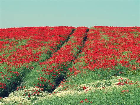 Happy Poppies HD Wallpaper Pxfuel