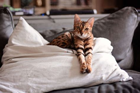 20 Cutest Cat Breeds Youll Want To Adopt