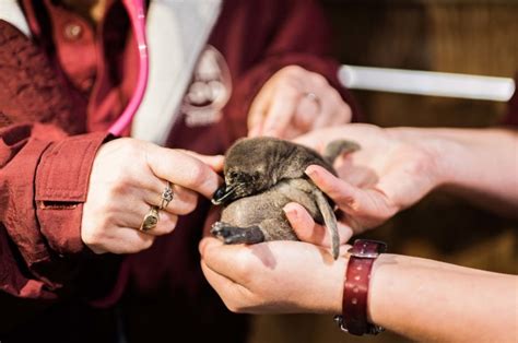 Memphis Zoo Announces Arrival Of Baby Penguins