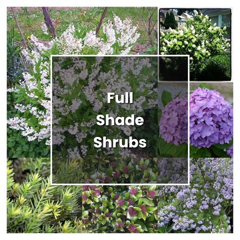 Full Shade Plants North Texas Back Gardener