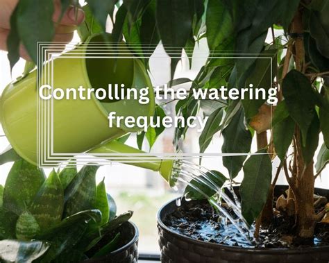 The best practice for Watering plants in pots without drainage ...