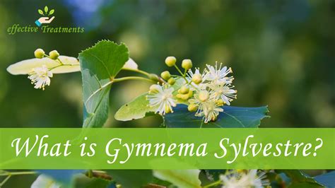 Top 7 CRITICAL Gymnema Sylvestre Benefits Your Body Needs