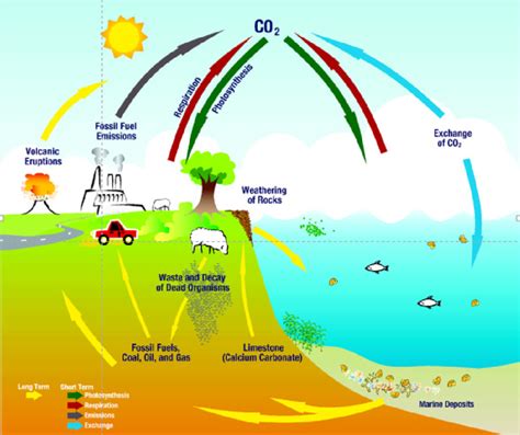 Ciclo De Carbono