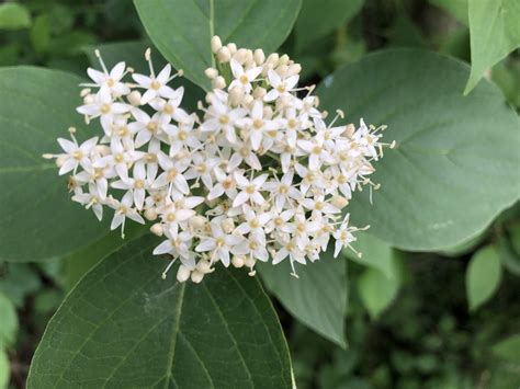 Native Flowering Shrubs – North MN Outdoors