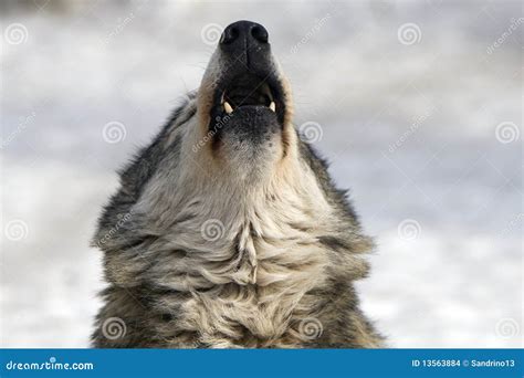 Howling Wolf Stock Images - Image: 13563884