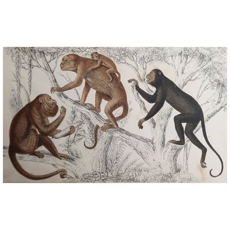 Original Antique Print of Monkeys, 1847 'Unframed' For Sale at 1stDibs