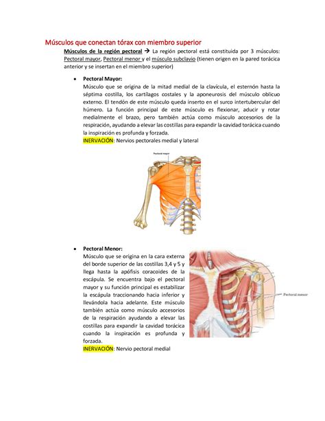 SOLUTION Anatomía miología de pared torácica Studypool