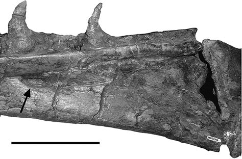 Osteology And Taxonomy Of Mosasaurus Conodon Cope 1881 From The Late
