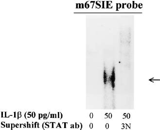 IL 1 L Induces STAT 3 DNA Binding Activity An Appropri Ate Time 15