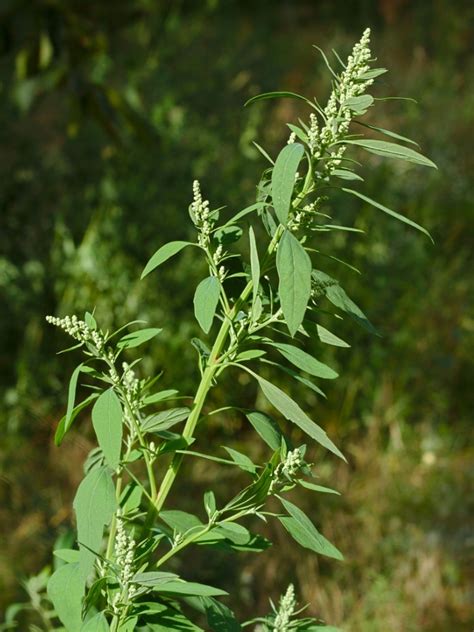 Lambsquarters Identification