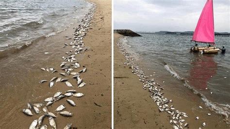 Ribuan Ikan Mati Di Pantai Laut Ujong Blang Bireuen Aceh Hasil Lab