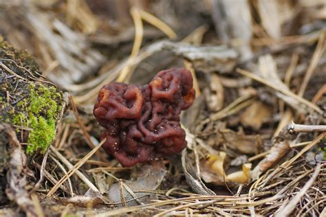 False Morel Gyromitra Esculenta Pers Fr 1849 Tatiana