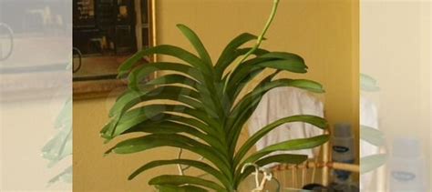 Орхидея ванда купить в Санкт-Петербурге | Товары для дома и дачи | Авито