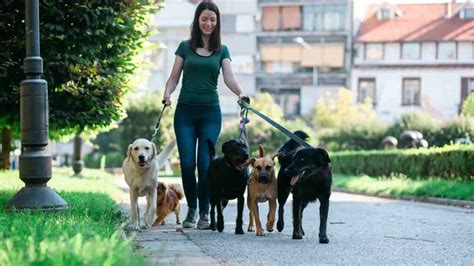 Cuidador De Perros Hacia El Establecimiento De Un Registro Profesional