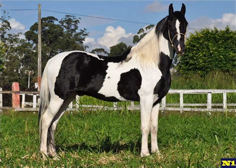 Cavalo De Troia - Cavalo Uma Paixão: Cavalo Pampa