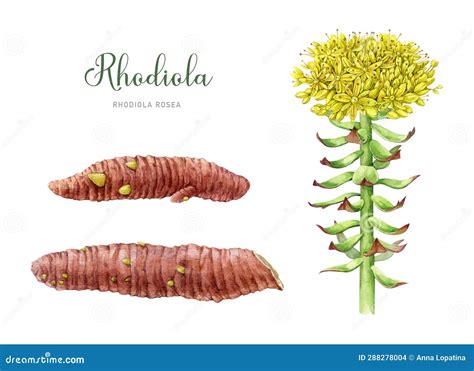 Rhodiola Rosea Plant Watercolor Botanical Illustration Set Painted