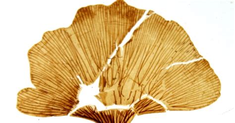The Best Clues To Life On Mars Could Be In These Idaho Fossils Big Think