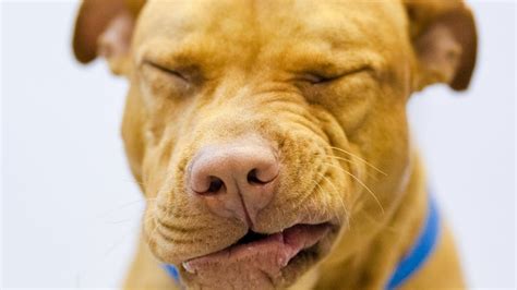 Reverse Sneezing in Dogs: What Is It and How Do You Stop It?