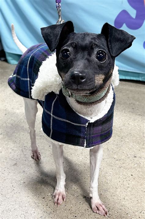 Pride of Scotland Tartan Wool — Snugpups | Handmade Dog Coats