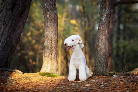optimizing bedlington terrier health combatting copper toxicosis