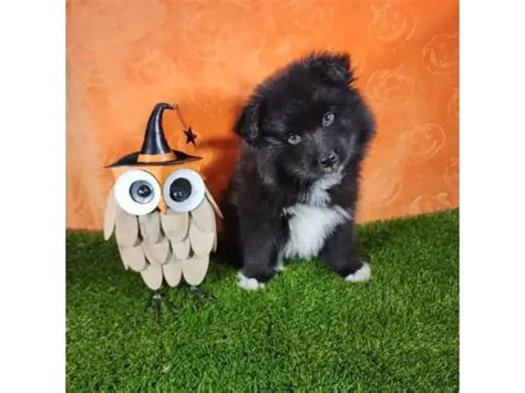 2 Pomsky Boy Puppies For Sale In Waianae Puppies For Sale Near Me
